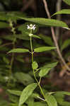 Heartleaf hedgenettle